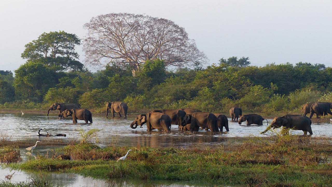 Udawalawa, Sri Lanka