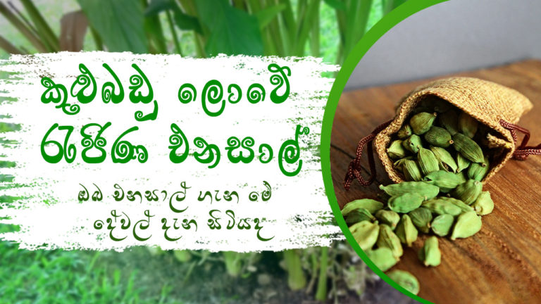 කුළුබඩු ලොවේ රැජිණ “එනසාල් ” | The Queen of the Spice World “Cardamom”