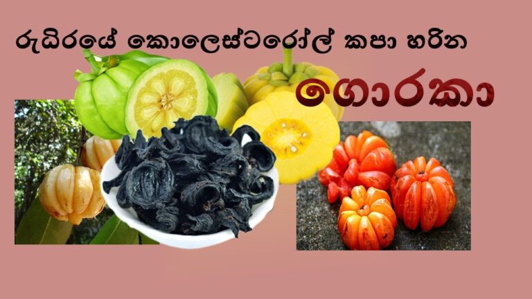 තරුණ බව රැක ගැනීමට | රුධිරයේ කොලෙස්ටරෝල් කපා හැරීමට | ගුණ සපිරි ගොරකා |  Health Benefits Of Goraka