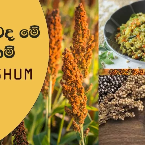 #sorghum මොනවද මේ සෝගම් #healthbenefits #srilanka