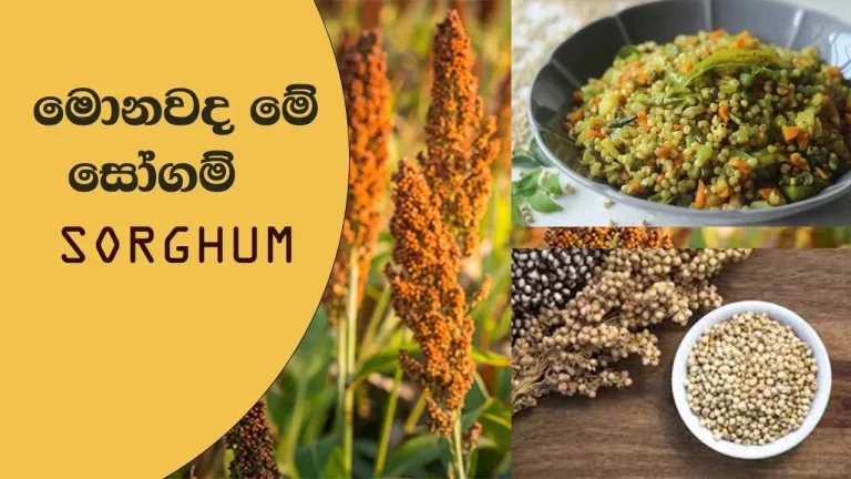 #sorghum මොනවද මේ සෝගම් #healthbenefits #srilanka